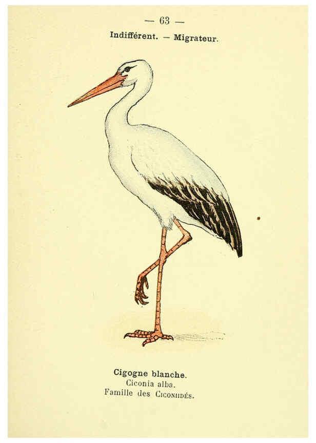 Reproducción/Reproduction 6388899427: Atlas de poche des oiseaux de France, Suisse, et Belgique, utiles ou nuisibles. ser.1 Paris :Librairie des sciences naturelles P. Klincksieck,1898- 