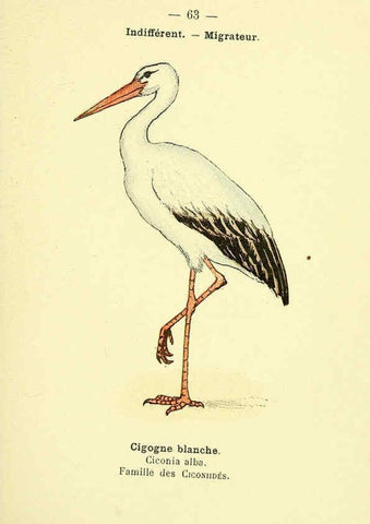 Reproducción/Reproduction 6388899427: Atlas de poche des oiseaux de France, Suisse, et Belgique, utiles ou nuisibles. ser.1 Paris :Librairie des sciences naturelles P. Klincksieck,1898- 