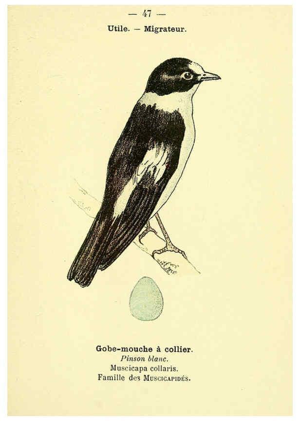 Reproducción/Reproduction 6388892833: Atlas de poche des oiseaux de France, Suisse, et Belgique, utiles ou nuisibles. ser.1 Paris :Librairie des sciences naturelles P. Klincksieck,1898- 