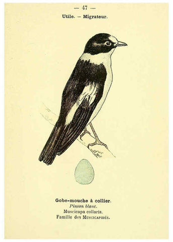 Reproducción/Reproduction 6388892833: Atlas de poche des oiseaux de France, Suisse, et Belgique, utiles ou nuisibles. ser.1 Paris :Librairie des sciences naturelles P. Klincksieck,1898- 