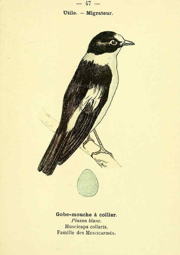 Reproducción/Reproduction 6388892833: Atlas de poche des oiseaux de France, Suisse, et Belgique, utiles ou nuisibles. ser.1 Paris :Librairie des sciences naturelles P. Klincksieck,1898- 