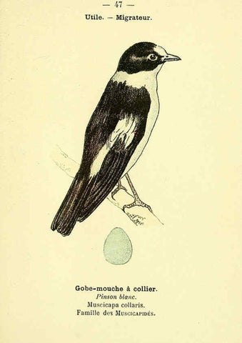 Reproducción/Reproduction 6388892833: Atlas de poche des oiseaux de France, Suisse, et Belgique, utiles ou nuisibles. ser.1 Paris :Librairie des sciences naturelles P. Klincksieck,1898- 