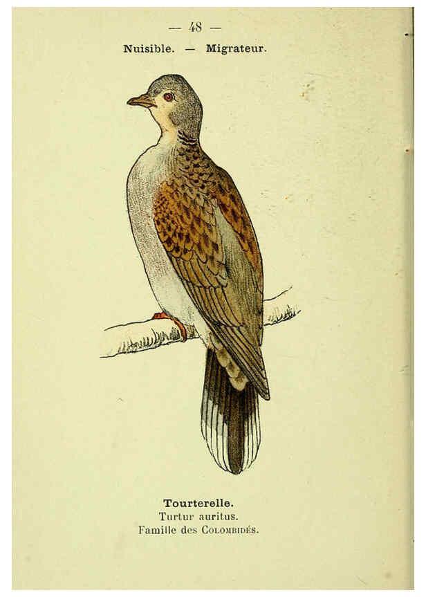Reproducción/Reproduction 6388893305: Atlas de poche des oiseaux de France, Suisse, et Belgique, utiles ou nuisibles. ser.1 Paris :Librairie des sciences naturelles P. Klincksieck,1898- 