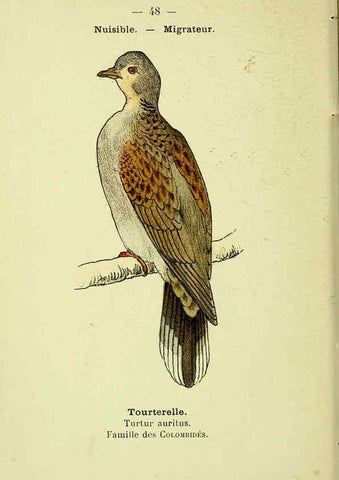 Reproducción/Reproduction 6388893305: Atlas de poche des oiseaux de France, Suisse, et Belgique, utiles ou nuisibles. ser.1 Paris :Librairie des sciences naturelles P. Klincksieck,1898- 