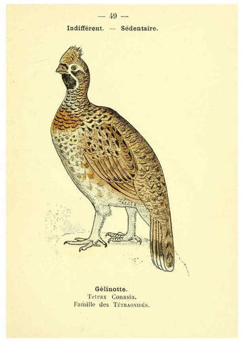 Reproducción/Reproduction 6388893795: Atlas de poche des oiseaux de France, Suisse, et Belgique, utiles ou nuisibles. ser.1 Paris :Librairie des sciences naturelles P. Klincksieck,1898- 