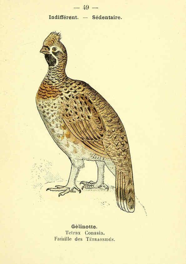 Reproducción/Reproduction 6388893795: Atlas de poche des oiseaux de France, Suisse, et Belgique, utiles ou nuisibles. ser.1 Paris :Librairie des sciences naturelles P. Klincksieck,1898- 