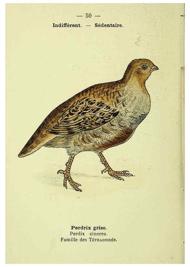 Reproducción/Reproduction 6388894145: Atlas de poche des oiseaux de France, Suisse, et Belgique, utiles ou nuisibles. ser.1 Paris :Librairie des sciences naturelles P. Klincksieck,1898- 