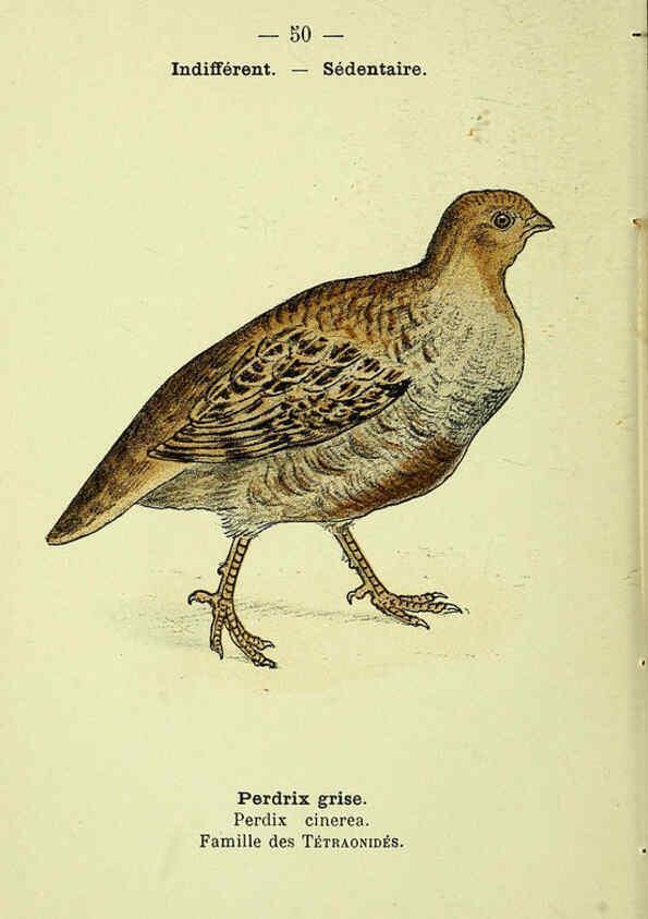 Reproducción/Reproduction 6388894145: Atlas de poche des oiseaux de France, Suisse, et Belgique, utiles ou nuisibles. ser.1 Paris :Librairie des sciences naturelles P. Klincksieck,1898- 