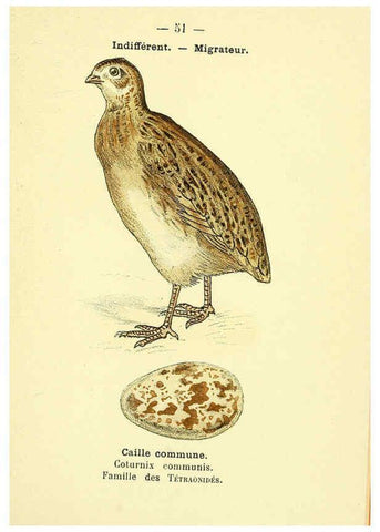Reproducción/Reproduction 6388894663: Atlas de poche des oiseaux de France, Suisse, et Belgique, utiles ou nuisibles. ser.1 Paris :Librairie des sciences naturelles P. Klincksieck,1898- 