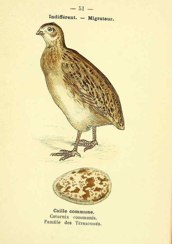 Reproducción/Reproduction 6388894663: Atlas de poche des oiseaux de France, Suisse, et Belgique, utiles ou nuisibles. ser.1 Paris :Librairie des sciences naturelles P. Klincksieck,1898- 