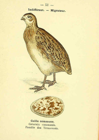 Reproducción/Reproduction 6388894663: Atlas de poche des oiseaux de France, Suisse, et Belgique, utiles ou nuisibles. ser.1 Paris :Librairie des sciences naturelles P. Klincksieck,1898- 