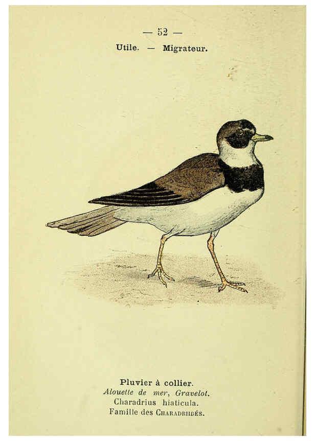 Reproducción/Reproduction 6388895113: Atlas de poche des oiseaux de France, Suisse, et Belgique, utiles ou nuisibles. ser.1 Paris :Librairie des sciences naturelles P. Klincksieck,1898- 