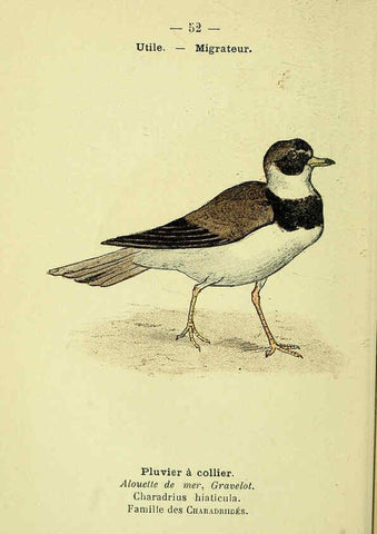 Reproducción/Reproduction 6388895113: Atlas de poche des oiseaux de France, Suisse, et Belgique, utiles ou nuisibles. ser.1 Paris :Librairie des sciences naturelles P. Klincksieck,1898- 