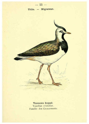 Reproducción/Reproduction 6388895495: Atlas de poche des oiseaux de France, Suisse, et Belgique, utiles ou nuisibles. ser.1 Paris :Librairie des sciences naturelles P. Klincksieck,1898- 