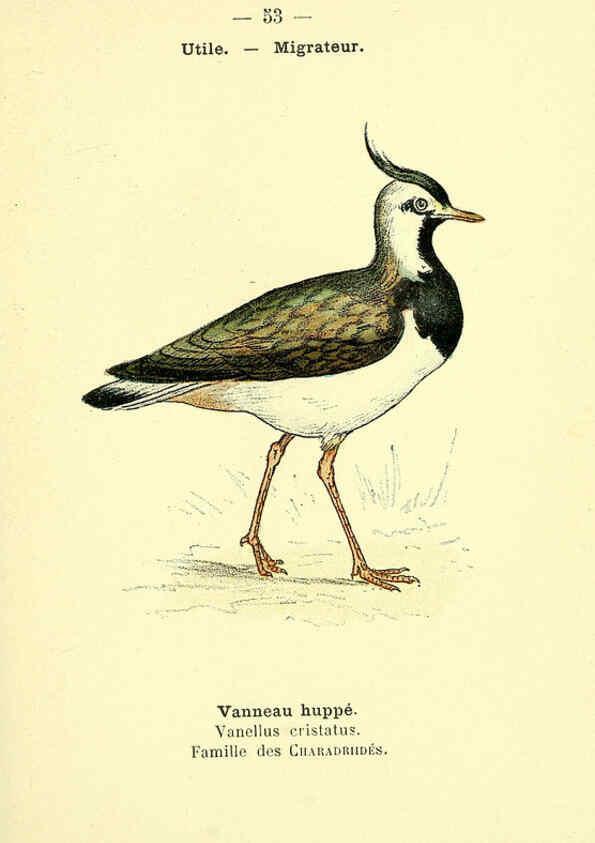 Reproducción/Reproduction 6388895495: Atlas de poche des oiseaux de France, Suisse, et Belgique, utiles ou nuisibles. ser.1 Paris :Librairie des sciences naturelles P. Klincksieck,1898- 