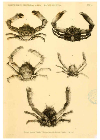 Reproducción/Reproduction 6388989275: Wissenschaftliche Ergebnisse der Deutschen Tiefsee-Expedition auf dem Dampfer ""Valdivia"" 1898-1899. bd.6. Atlas Jena,G. Fischer,1902-40