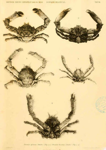 Reproducción/Reproduction 6388989275: Wissenschaftliche Ergebnisse der Deutschen Tiefsee-Expedition auf dem Dampfer ""Valdivia"" 1898-1899. bd.6. Atlas Jena,G. Fischer,1902-40