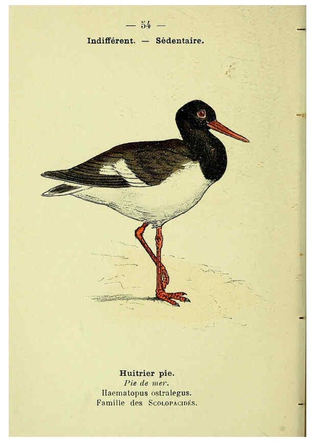 Reproducción/Reproduction 6388895831: Atlas de poche des oiseaux de France, Suisse, et Belgique, utiles ou nuisibles. ser.1 Paris :Librairie des sciences naturelles P. Klincksieck,1898- 
