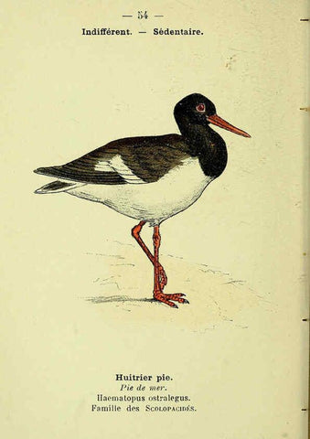 Reproducción/Reproduction 6388895831: Atlas de poche des oiseaux de France, Suisse, et Belgique, utiles ou nuisibles. ser.1 Paris :Librairie des sciences naturelles P. Klincksieck,1898- 