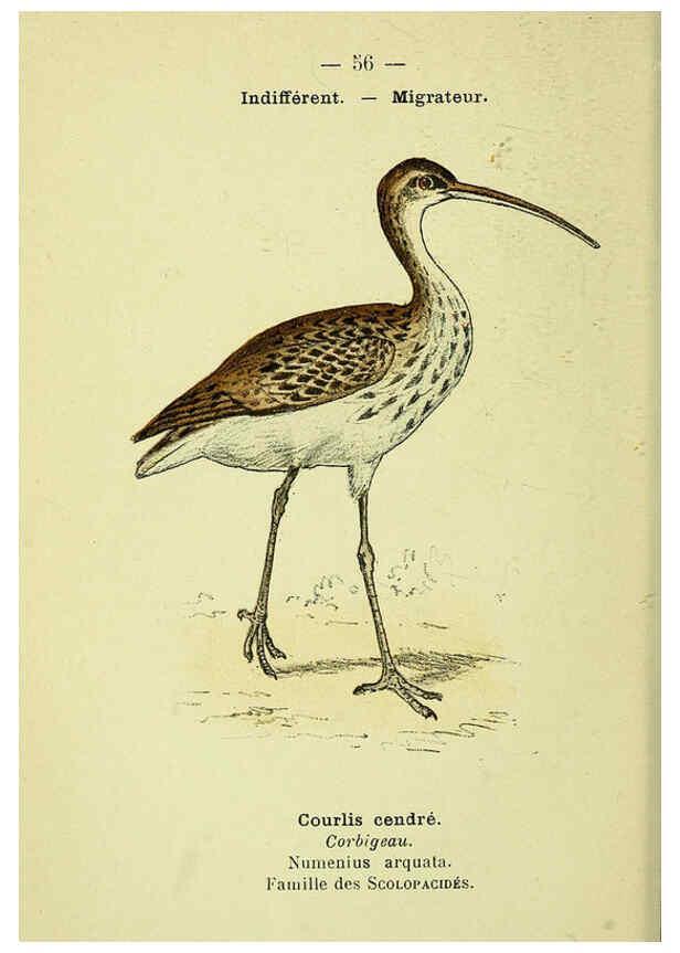 Reproducción/Reproduction 6388896675: Atlas de poche des oiseaux de France, Suisse, et Belgique, utiles ou nuisibles. ser.1 Paris :Librairie des sciences naturelles P. Klincksieck,1898- 