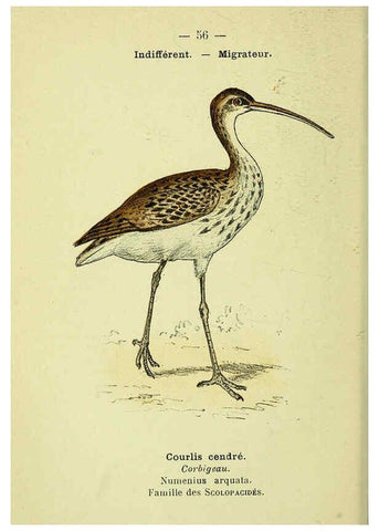 Reproducción/Reproduction 6388896675: Atlas de poche des oiseaux de France, Suisse, et Belgique, utiles ou nuisibles. ser.1 Paris :Librairie des sciences naturelles P. Klincksieck,1898- 