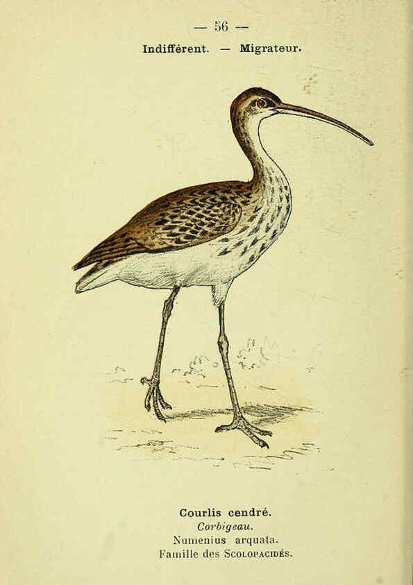 Reproducción/Reproduction 6388896675: Atlas de poche des oiseaux de France, Suisse, et Belgique, utiles ou nuisibles. ser.1 Paris :Librairie des sciences naturelles P. Klincksieck,1898- 