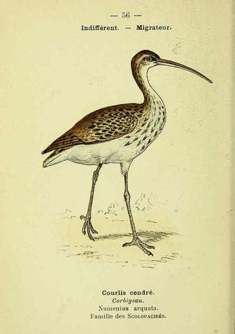 Reproducción/Reproduction 6388896675: Atlas de poche des oiseaux de France, Suisse, et Belgique, utiles ou nuisibles. ser.1 Paris :Librairie des sciences naturelles P. Klincksieck,1898- 
