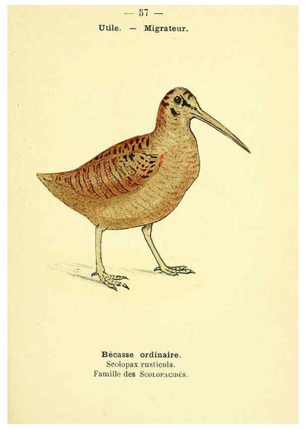 Reproducción/Reproduction 6388897035: Atlas de poche des oiseaux de France, Suisse, et Belgique, utiles ou nuisibles. ser.1 Paris :Librairie des sciences naturelles P. Klincksieck,1898- 