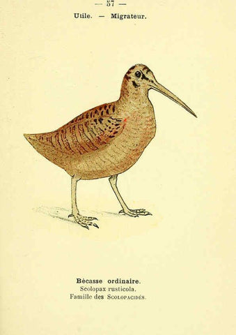 Reproducción/Reproduction 6388897035: Atlas de poche des oiseaux de France, Suisse, et Belgique, utiles ou nuisibles. ser.1 Paris :Librairie des sciences naturelles P. Klincksieck,1898- 