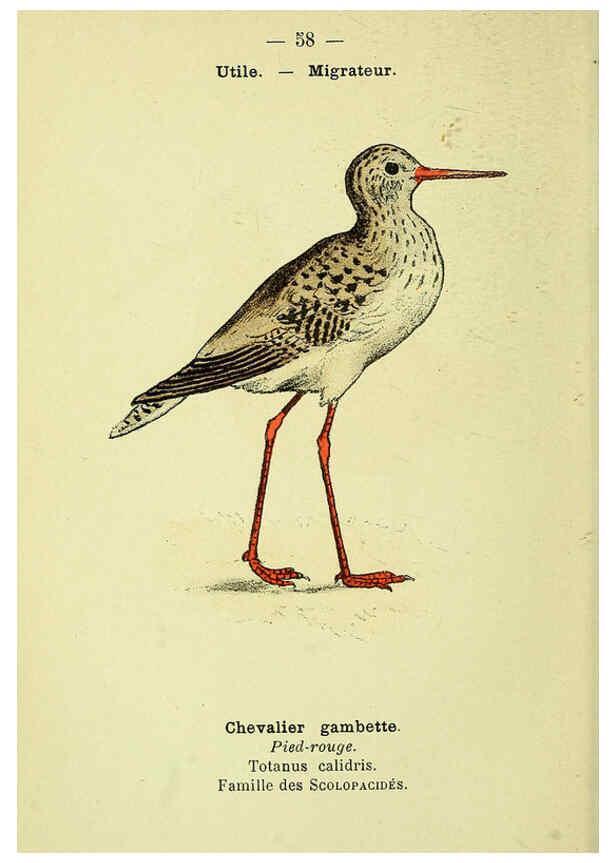 Reproducción/Reproduction 6388897545: Atlas de poche des oiseaux de France, Suisse, et Belgique, utiles ou nuisibles. ser.1 Paris :Librairie des sciences naturelles P. Klincksieck,1898- 