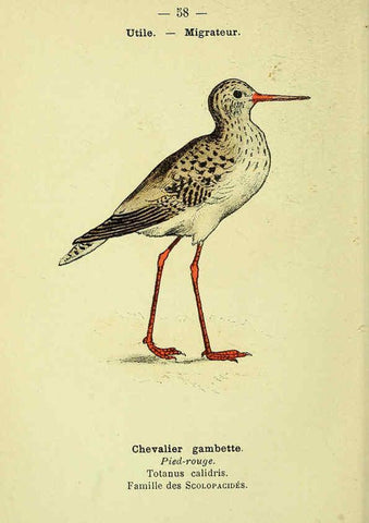 Reproducción/Reproduction 6388897545: Atlas de poche des oiseaux de France, Suisse, et Belgique, utiles ou nuisibles. ser.1 Paris :Librairie des sciences naturelles P. Klincksieck,1898- 