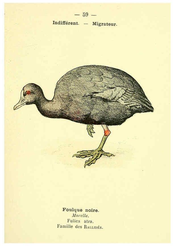 Reproducción/Reproduction 6388897879: Atlas de poche des oiseaux de France, Suisse, et Belgique, utiles ou nuisibles. ser.1 Paris :Librairie des sciences naturelles P. Klincksieck,1898- 