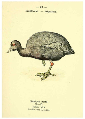 Reproducción/Reproduction 6388897879: Atlas de poche des oiseaux de France, Suisse, et Belgique, utiles ou nuisibles. ser.1 Paris :Librairie des sciences naturelles P. Klincksieck,1898- 