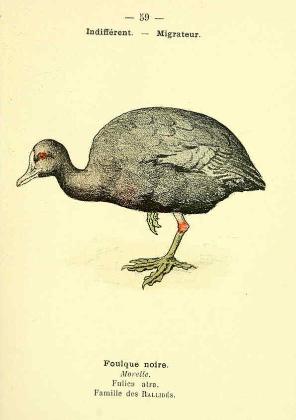 Reproducción/Reproduction 6388897879: Atlas de poche des oiseaux de France, Suisse, et Belgique, utiles ou nuisibles. ser.1 Paris :Librairie des sciences naturelles P. Klincksieck,1898- 
