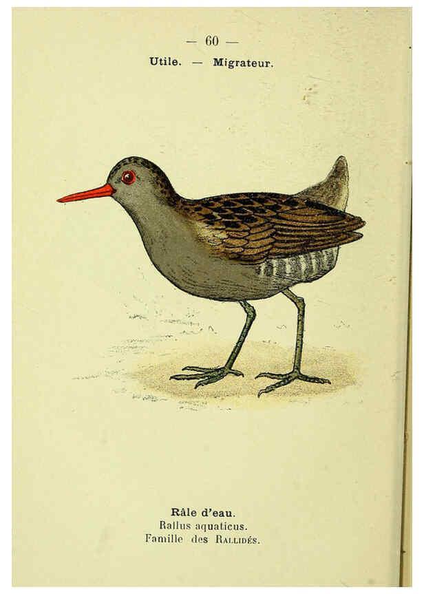 Reproducción/Reproduction 6388898285: Atlas de poche des oiseaux de France, Suisse, et Belgique, utiles ou nuisibles. ser.1 Paris :Librairie des sciences naturelles P. Klincksieck,1898- 