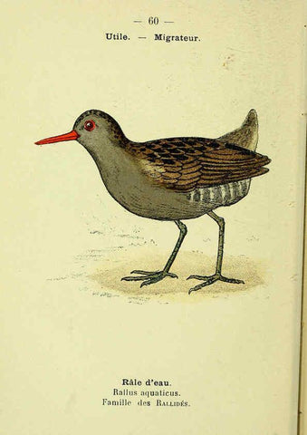 Reproducción/Reproduction 6388898285: Atlas de poche des oiseaux de France, Suisse, et Belgique, utiles ou nuisibles. ser.1 Paris :Librairie des sciences naturelles P. Klincksieck,1898- 