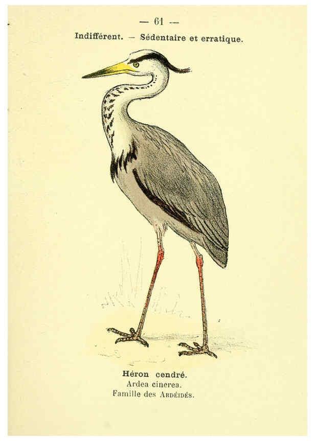 Reproducción/Reproduction 6388898763: Atlas de poche des oiseaux de France, Suisse, et Belgique, utiles ou nuisibles. ser.1 Paris :Librairie des sciences naturelles P. Klincksieck,1898- 