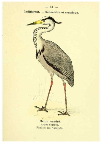 Reproducción/Reproduction 6388898763: Atlas de poche des oiseaux de France, Suisse, et Belgique, utiles ou nuisibles. ser.1 Paris :Librairie des sciences naturelles P. Klincksieck,1898- 
