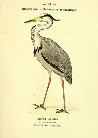 Reproducción/Reproduction 6388898763: Atlas de poche des oiseaux de France, Suisse, et Belgique, utiles ou nuisibles. ser.1 Paris :Librairie des sciences naturelles P. Klincksieck,1898- 