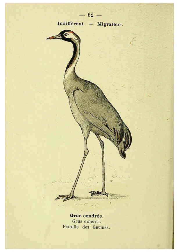Reproducción/Reproduction 6388899099: Atlas de poche des oiseaux de France, Suisse, et Belgique, utiles ou nuisibles. ser.1 Paris :Librairie des sciences naturelles P. Klincksieck,1898- 