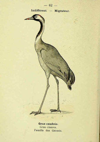 Reproducción/Reproduction 6388899099: Atlas de poche des oiseaux de France, Suisse, et Belgique, utiles ou nuisibles. ser.1 Paris :Librairie des sciences naturelles P. Klincksieck,1898- 