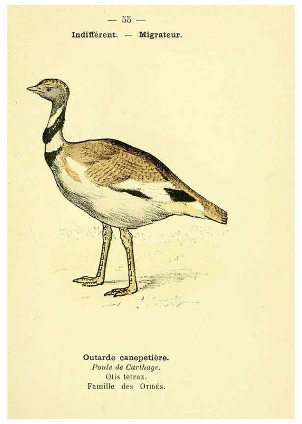 Reproducción/Reproduction 6388896301: Atlas de poche des oiseaux de France, Suisse, et Belgique, utiles ou nuisibles. ser.1 Paris :Librairie des sciences naturelles P. Klincksieck,1898- 