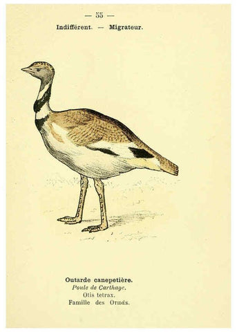 Reproducción/Reproduction 6388896301: Atlas de poche des oiseaux de France, Suisse, et Belgique, utiles ou nuisibles. ser.1 Paris :Librairie des sciences naturelles P. Klincksieck,1898- 