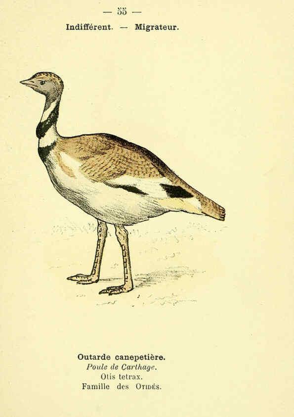 Reproducción/Reproduction 6388896301: Atlas de poche des oiseaux de France, Suisse, et Belgique, utiles ou nuisibles. ser.1 Paris :Librairie des sciences naturelles P. Klincksieck,1898- 