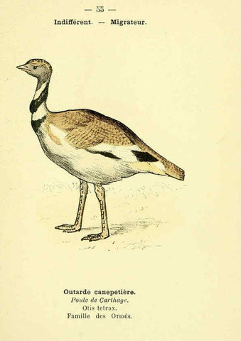 Reproducción/Reproduction 6388896301: Atlas de poche des oiseaux de France, Suisse, et Belgique, utiles ou nuisibles. ser.1 Paris :Librairie des sciences naturelles P. Klincksieck,1898- 