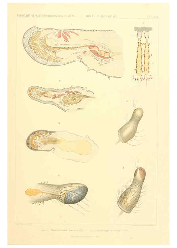 Reproducción/Reproduction 6389002485: Wissenschaftliche Ergebnisse der Deutschen Tiefsee-Expedition auf dem Dampfer ""Valdivia"" 1898-1899. bd.6. Atlas Jena,G. Fischer,1902-40