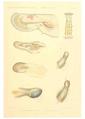 Reproducción/Reproduction 6389002485: Wissenschaftliche Ergebnisse der Deutschen Tiefsee-Expedition auf dem Dampfer ""Valdivia"" 1898-1899. bd.6. Atlas Jena,G. Fischer,1902-40