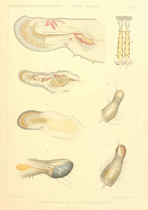 Reproducción/Reproduction 6389002485: Wissenschaftliche Ergebnisse der Deutschen Tiefsee-Expedition auf dem Dampfer ""Valdivia"" 1898-1899. bd.6. Atlas Jena,G. Fischer,1902-40