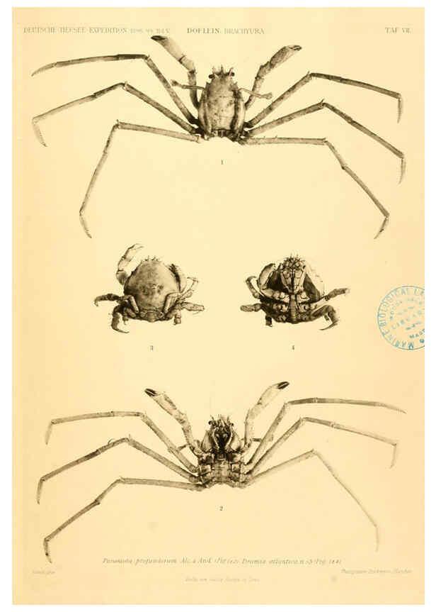 Reproducción/Reproduction 6388989595: Wissenschaftliche Ergebnisse der Deutschen Tiefsee-Expedition auf dem Dampfer ""Valdivia"" 1898-1899. bd.6. Atlas Jena,G. Fischer,1902-40