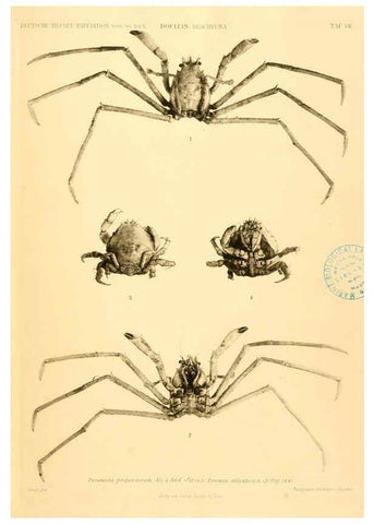 Reproducción/Reproduction 6388989595: Wissenschaftliche Ergebnisse der Deutschen Tiefsee-Expedition auf dem Dampfer ""Valdivia"" 1898-1899. bd.6. Atlas Jena,G. Fischer,1902-40